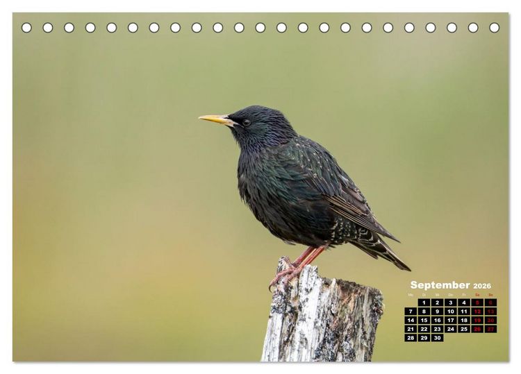 Produktbild: Die Vogelwelt der &Auml;u&szlig;eren Hebriden (Tischkalender 2026 DIN A5 quer), CALVENDO Monatskalender