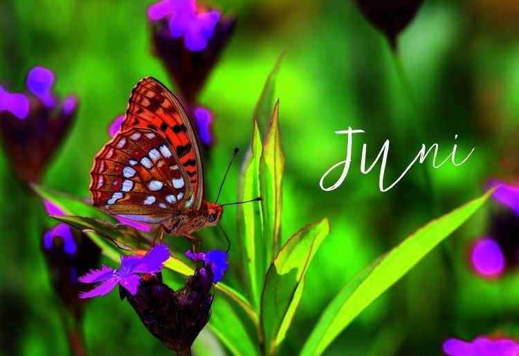 Produktbild: Ulmers Gartenkalender 2027