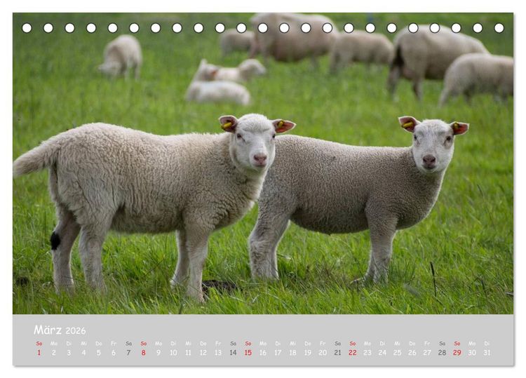 Produktbild: Ganz sch&ouml;n Schaf (Tischkalender 2026 DIN A5 quer), CALVENDO Monatskalender
