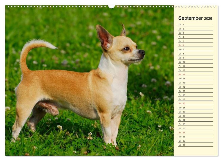 Produktbild: Chihuahua - Kleine Hunde ganz gro&szlig; (hochwertiger Premium Wandkalender 2026 DIN A2 quer), Kunstdruck in Hochglanz
