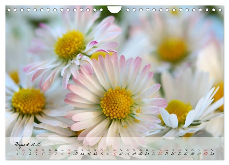 Produktbild: Bl&uuml;ten dicht an dicht (Wandkalender 2026 DIN A4 quer), CALVENDO Monatskalender