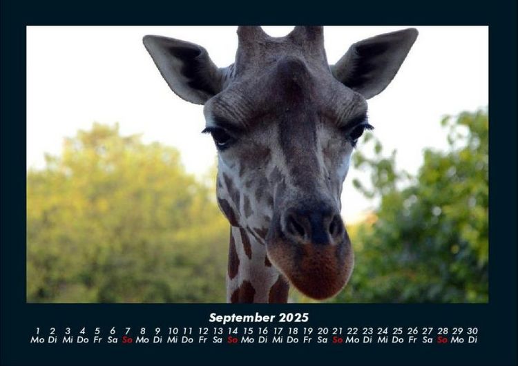 Produktbild: Giraffen 2025 Fotokalender DIN A4