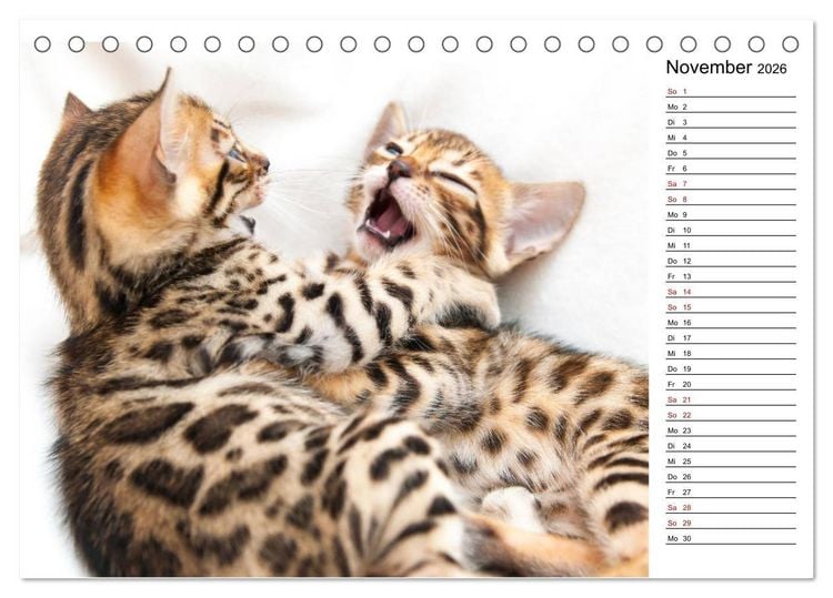 Produktbild: Bengal K&auml;tzchen - Der Geburtstagskalender (Tischkalender 2026 DIN A5 quer), CALVENDO Monatskalender