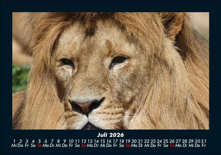 Produktbild: L&ouml;wen in der Wildnis 2026 Fotokalender DIN A5