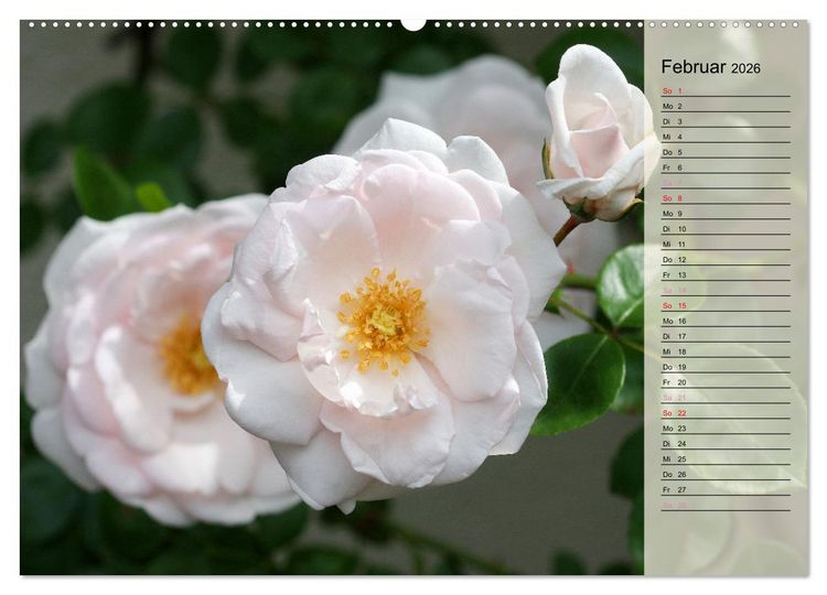 Produktbild: Rosensommer (Wandkalender 2026 DIN A2 quer), CALVENDO Monatskalender
