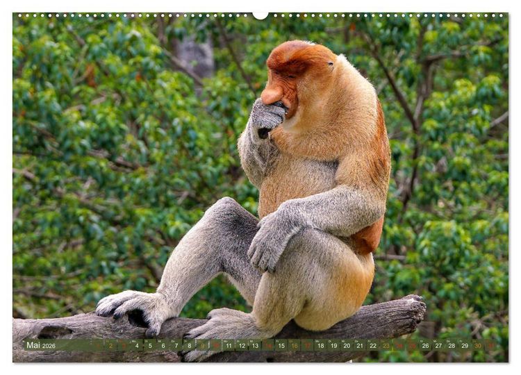 Produktbild: Nasenaffen von Borneo (Wandkalender 2026 DIN A2 quer), CALVENDO Monatskalender