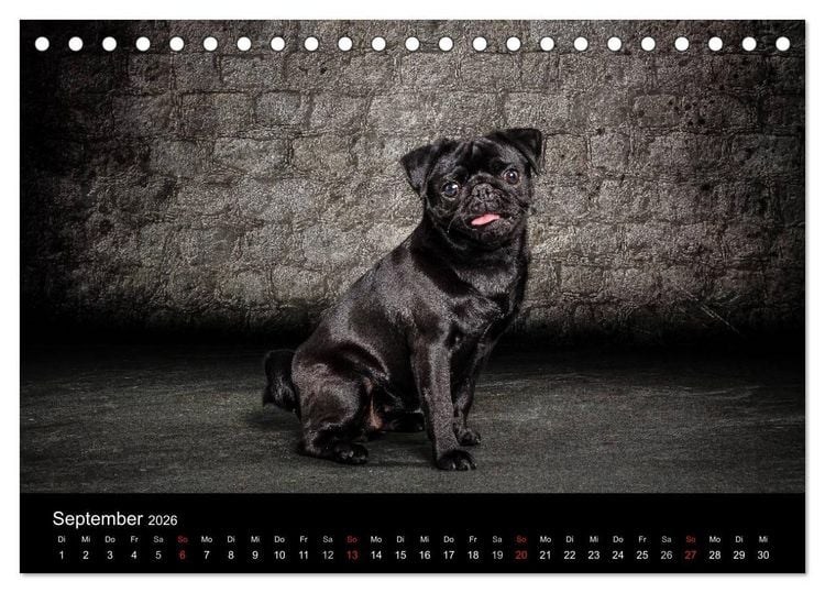 Produktbild: Urban Dogs - Hundekalender der anderen Art (Tischkalender 2026 DIN A5 quer), CALVENDO Monatskalender