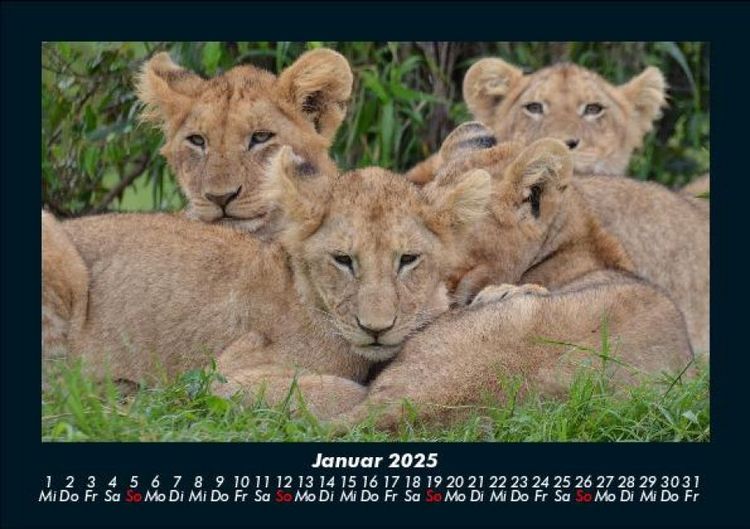 Produktbild: Tiere in der Wildnis 2025 Fotokalender DIN A5
