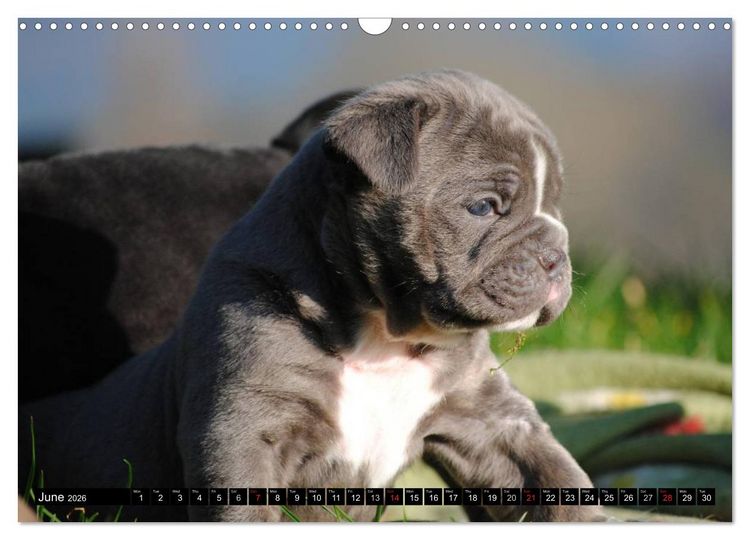 Produktbild: Bulldogs - Old English Bulldog Puppies (Wall Calendar 2026 DIN A3 landscape), CALVENDO 12 Month Wall Calendar