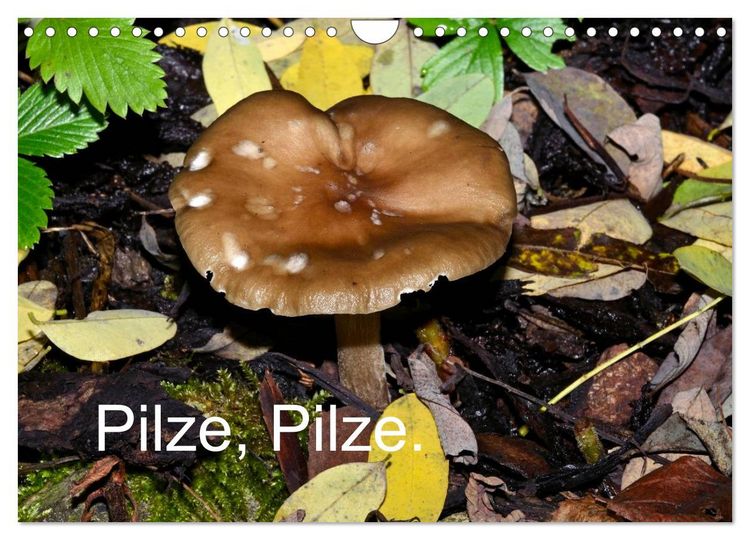 Produktbild: Pilze, Pilze (Wandkalender 2026 DIN A4 quer), CALVENDO Monatskalender