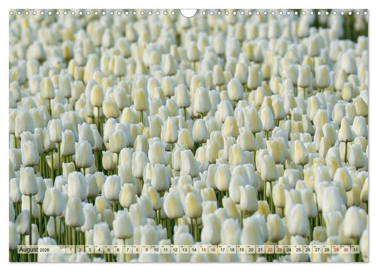 Produktbild: Tulpen - Hollands Stolz (Wandkalender 2026 DIN A3 quer), CALVENDO Monatskalender