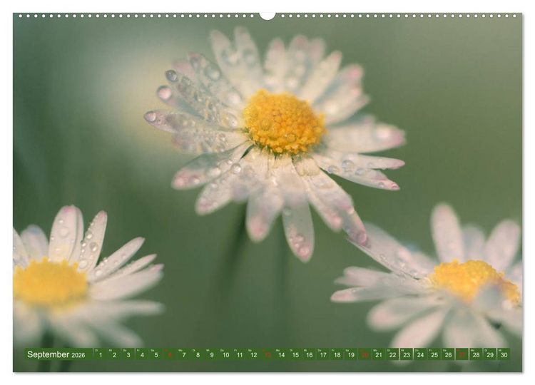 Produktbild: G&auml;nsebl&uuml;mchen Poesie (Wandkalender 2026 DIN A2 quer), CALVENDO Monatskalender