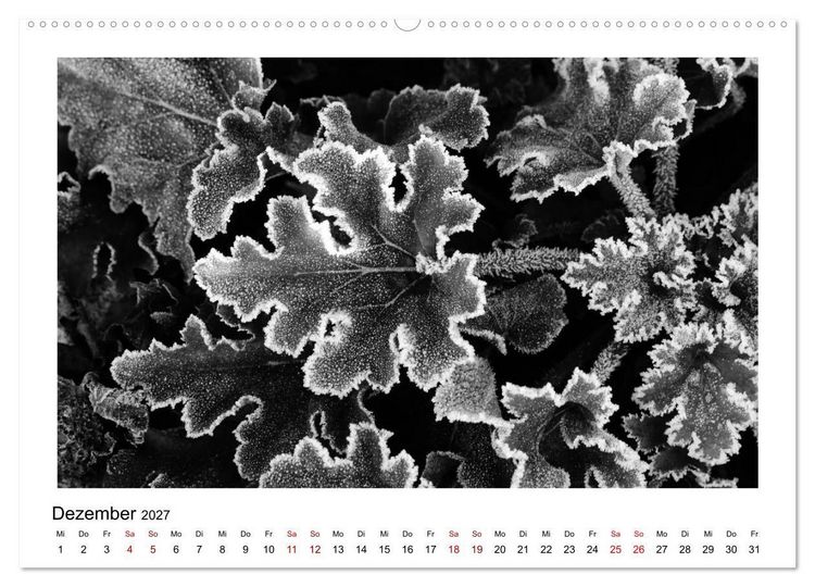 Produktbild: Die grafische Sch&ouml;nheit der Pflanzen &ndash; Schwarz-Wei&szlig; (hochwertiger Premium Wandkalender 2027 DIN A2 quer), Kunstdruck in Hochglanz