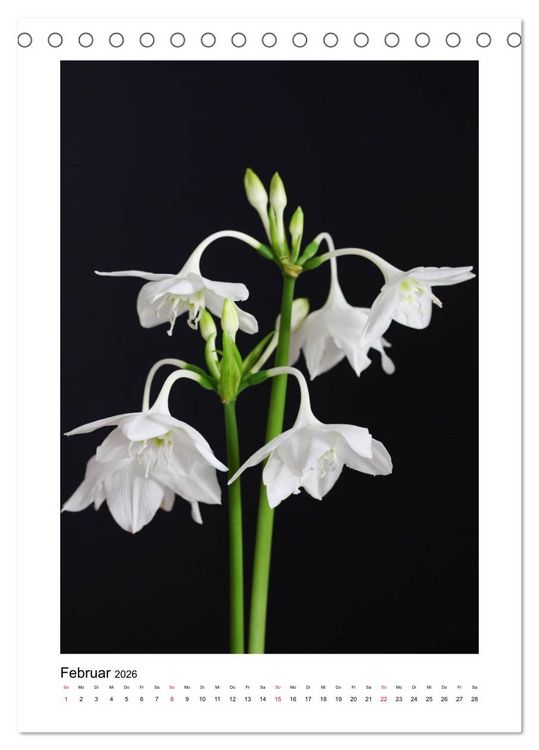 Produktbild: Poesie wei&szlig;er Bl&uuml;ten (Tischkalender 2026 DIN A5 hoch), CALVENDO Monatskalender