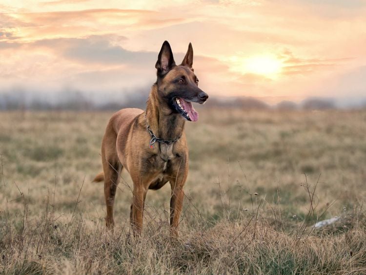Produktbild: CALVENDO Puzzle Ein Motiv aus dem Kalender Malinois - Belgische Energieb&uuml;ndel | 1000 Teile Lege-Gr&ouml;&szlig;e 64x48cm Foto-Puzzle f&uuml;r gl&uuml;ckliche Stunden