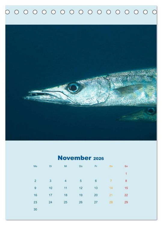 Produktbild: Portraitaufnahmen - Fische (Tischkalender 2026 DIN A5 hoch), CALVENDO Monatskalender