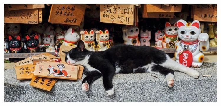 Produktbild: Katzen
