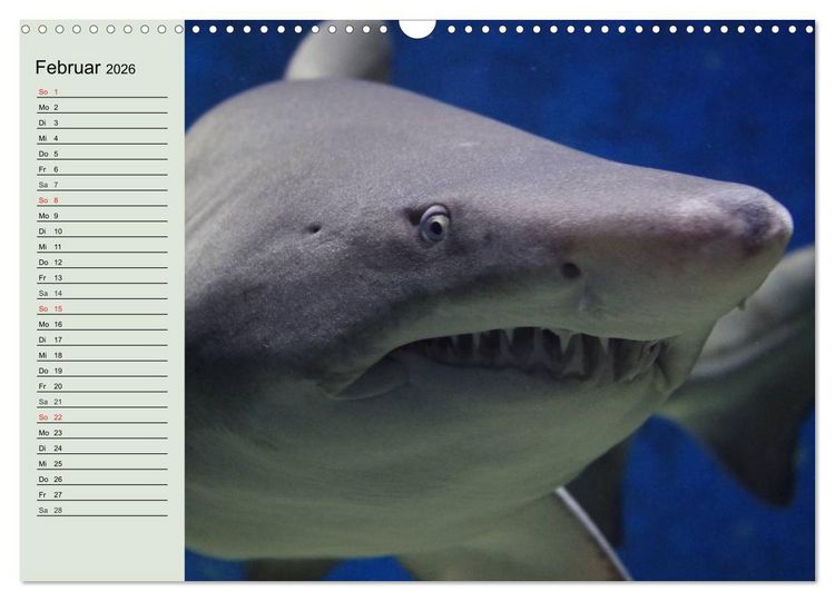 Produktbild: Leben in den Weltmeeren. Delfine, Wale und Haie (Wandkalender 2026 DIN A3 quer), CALVENDO Monatskalender