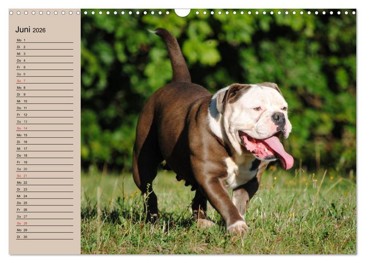 Produktbild: Faszination Bulldogge (Wandkalender 2026 DIN A3 quer), CALVENDO Monatskalender