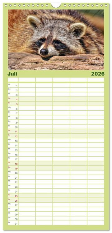 Produktbild: Familienplaner 2026 - Waschb&auml;r - Niedlicher Allesfresser mit 5 Spalten (Wandkalender, 21 x 45 cm) CALVENDO