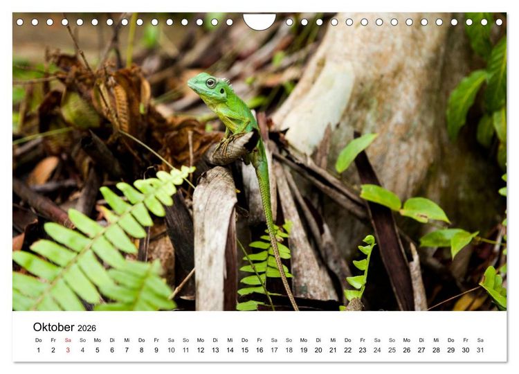 Produktbild: Faszination - Echsen (Wandkalender 2026 DIN A4 quer), CALVENDO Monatskalender