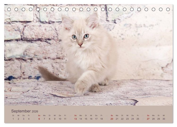 Produktbild: Flauschige Ragdoll Kitten (Tischkalender 2026 DIN A5 quer), CALVENDO Monatskalender