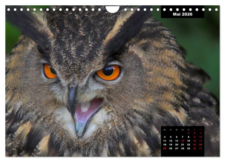 Produktbild: Greifv&ouml;gel - Herrscher der L&uuml;fte (Wandkalender 2026 DIN A4 quer), CALVENDO Monatskalender