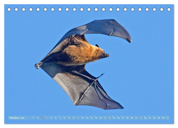 Produktbild: Flughunde: Vegetarische Drachenflieger (Tischkalender 2026 DIN A5 quer), CALVENDO Monatskalender