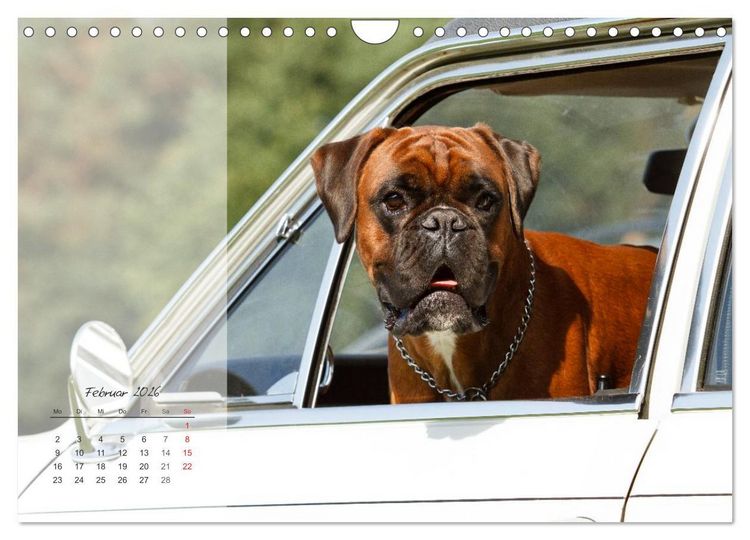 Produktbild: Deutscher Boxer 2026 (Wandkalender 2026 DIN A4 quer), CALVENDO Monatskalender