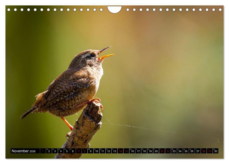 Produktbild: Wildtiere des Paderborner Landes (Wandkalender 2026 DIN A4 quer), CALVENDO Monatskalender