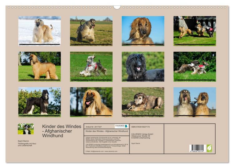 Produktbild: Kinder des Windes - Afghanischer Windhund (Wandkalender 2026 DIN A2 quer), CALVENDO Monatskalender