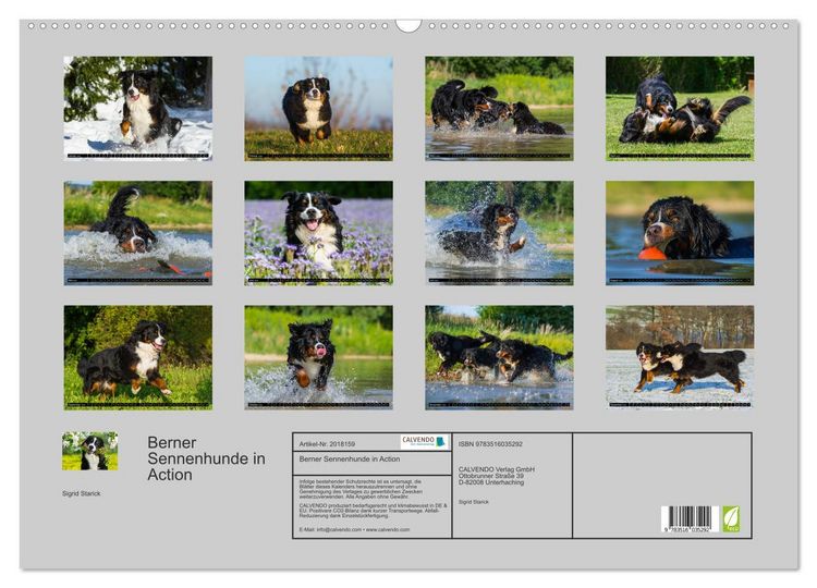 Produktbild: Berner Sennenhunde in Action (Wandkalender 2026 DIN A2 quer), CALVENDO Monatskalender