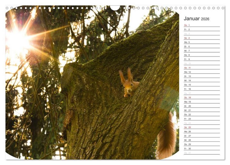 Produktbild: Eichh&ouml;rnchen (Wandkalender 2026 DIN A3 quer), CALVENDO Monatskalender