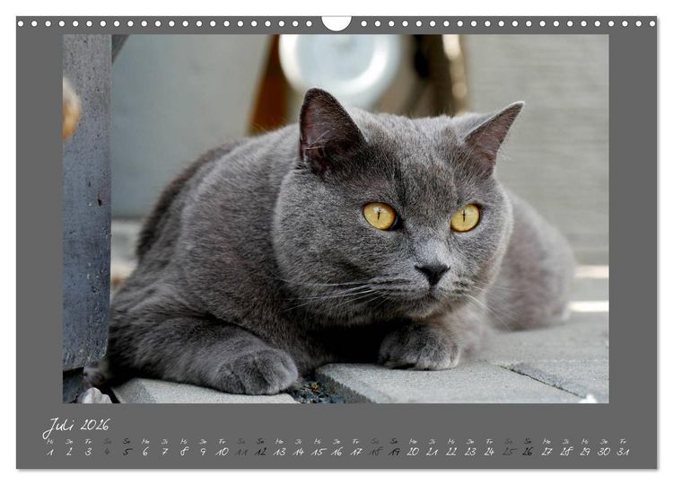Produktbild: GRAUE ENGEL Britischkurzhaar-Katzen (Wandkalender 2026 DIN A3 quer), CALVENDO Monatskalender