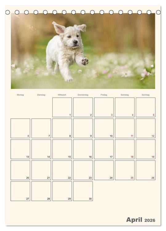 Produktbild: Zauberhafte Golden Retriever (Tischkalender 2026 DIN A5 hoch), CALVENDO Monatskalender