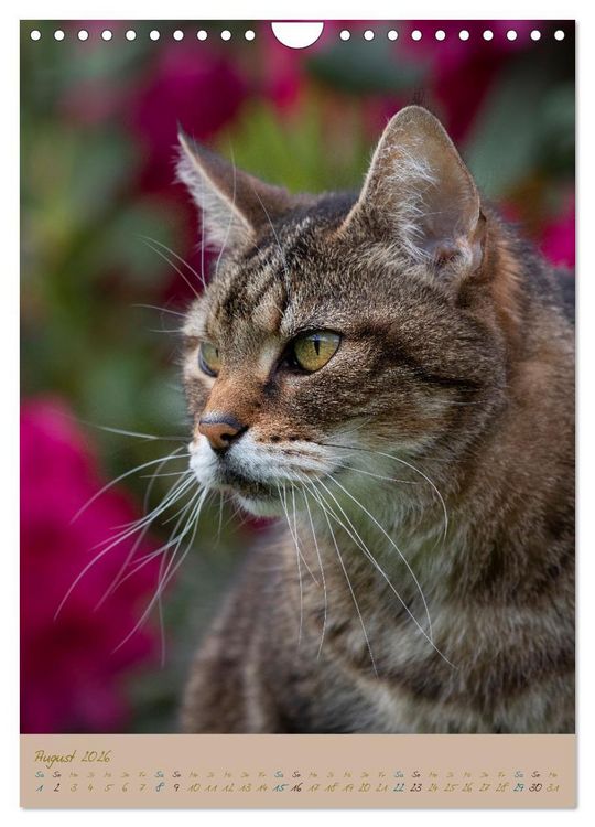 Produktbild: Pl&uuml;schige Katzen im Garten (Wandkalender 2026 DIN A4 hoch), CALVENDO Monatskalender