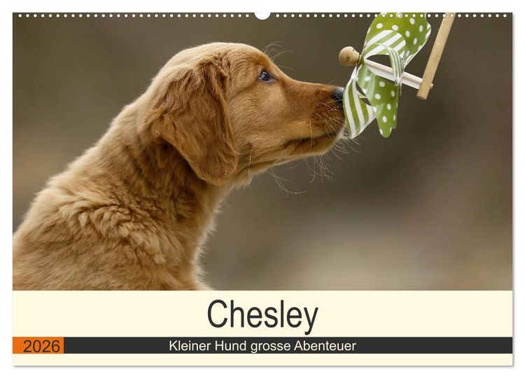 Produktbild: Chesley Kleiner Hund grosse Abenteuer (Wandkalender 2026 DIN A2 quer), CALVENDO Monatskalender