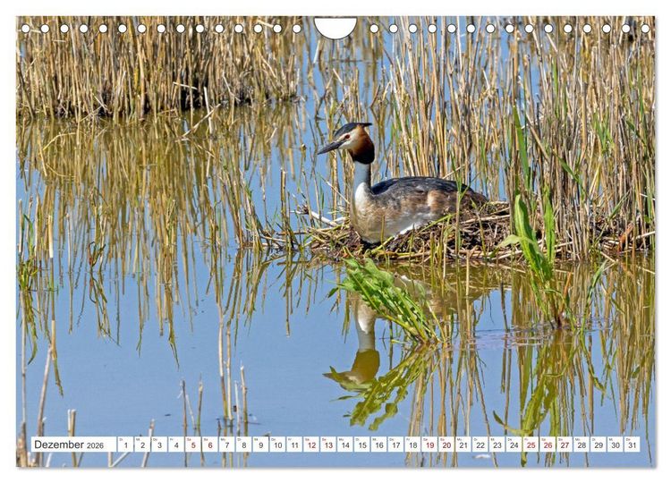 Produktbild: Sturmerprobt - V&ouml;gel an Nordfrieslands K&uuml;ste (Wandkalender 2026 DIN A4 quer), CALVENDO Monatskalender
