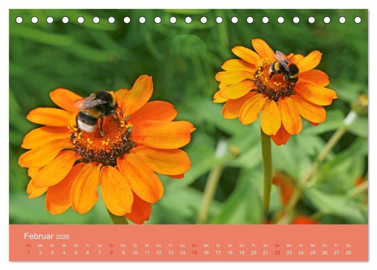 Produktbild: Fauna trifft Flora - Tierischer Besuch im Pflanzenreich (Tischkalender 2026 DIN A5 quer), CALVENDO Monatskalender