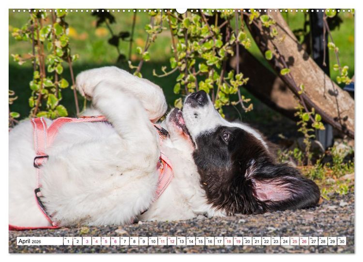 Produktbild: Traumhund Landseer (Wandkalender 2026 DIN A2 quer), CALVENDO Monatskalender