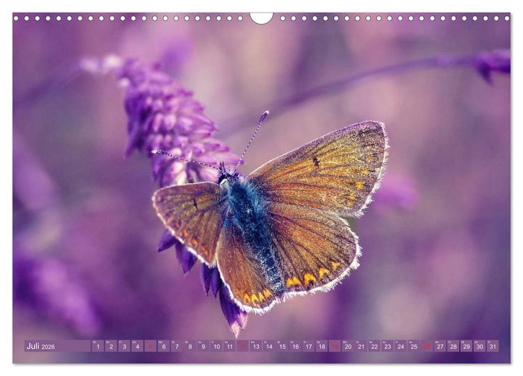 Produktbild: Schmetterlinge im Fokus (Wandkalender 2026 DIN A3 quer), CALVENDO Monatskalender