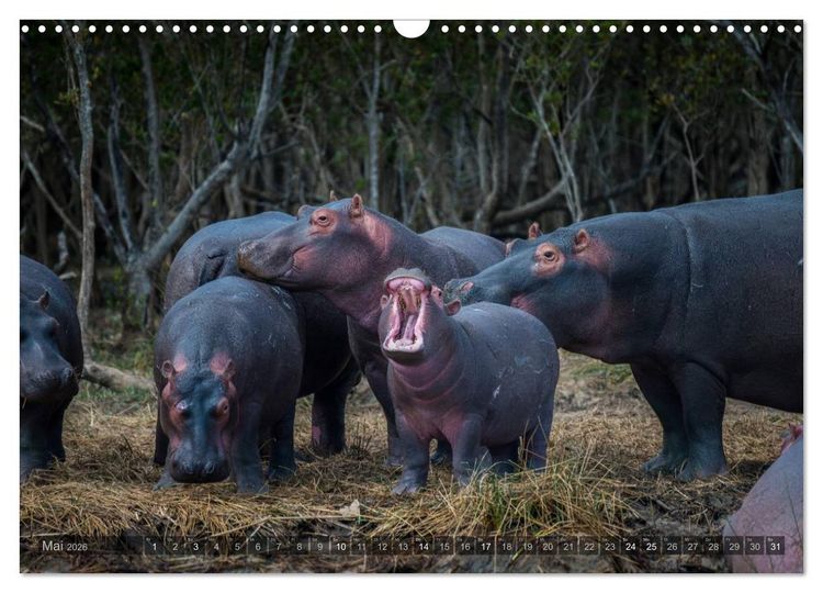 Produktbild: S&uuml;dafrika - Die Tierwelt (Wandkalender 2026 DIN A3 quer), CALVENDO Monatskalender