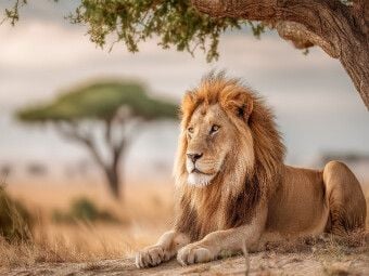 Produktbild: CALVENDO Puzzle Majest&auml;tischer L&ouml;we in Afrika | 1000 Teile Lege-Gr&ouml;&szlig;e 64x48cm Foto-Puzzle f&uuml;r gl&uuml;ckliche Stunden