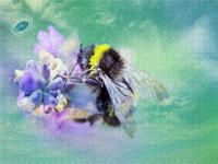 Produktbild: CALVENDO Puzzle Die kleine Hummel auf Nektarsuche | 1000 Teile Lege-Gr&ouml;&szlig;e 64x48cm Foto-Puzzle f&uuml;r gl&uuml;ckliche Stunden