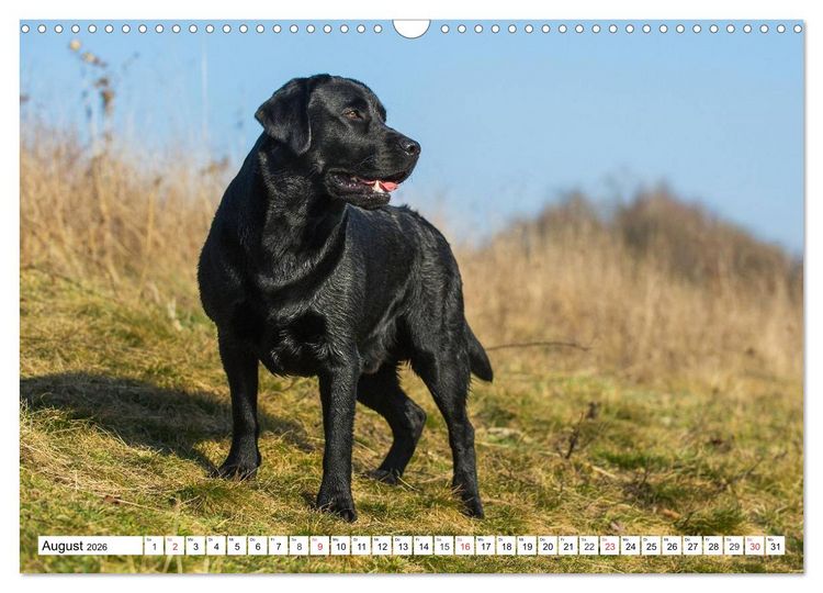 Produktbild: Labrador Retriever - Freunde f&uuml;r&acute;s Leben (Wandkalender 2026 DIN A3 quer), CALVENDO Monatskalender