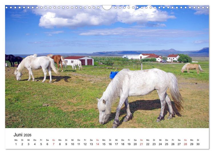 Produktbild: Die Pferde Islands - Ein Streifzug durch Island (Wandkalender 2026 DIN A3 quer), CALVENDO Monatskalender