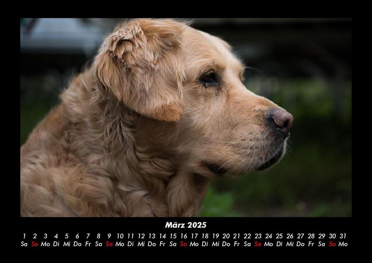 Produktbild: Welt der Tiere 2025 Fotokalender DIN A3