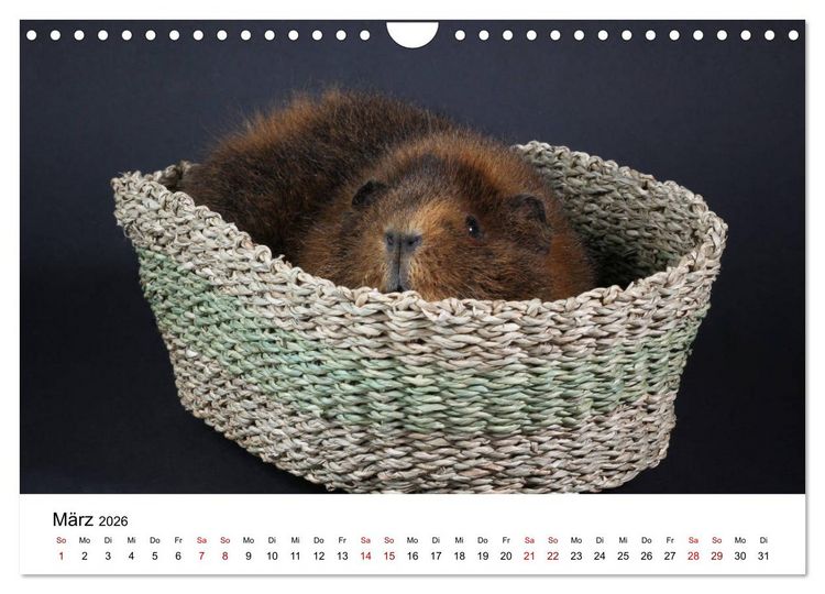 Produktbild: Unsere Meerschweinchen (Wandkalender 2026 DIN A4 quer), CALVENDO Monatskalender