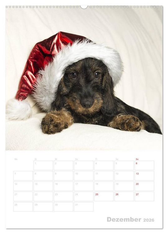 Produktbild: Der Dackel - mein kleiner Freund (hochwertiger Premium Wandkalender 2026 DIN A2 hoch), Kunstdruck in Hochglanz