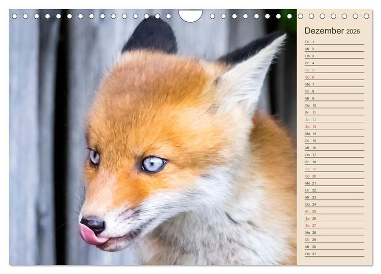 Produktbild: Verspielte Fuchswelpen - Allein zu Haus' (Wandkalender 2026 DIN A4 quer), CALVENDO Monatskalender